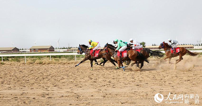 探索香港马会正版资料大全2019，赛马的智慧与激情香港正版马会资料免费大全