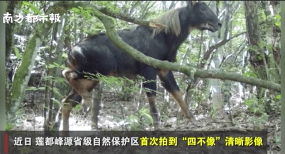 正版四不像吧—数字时代版权保护的迷思与挑战正版四不像吧 今晚